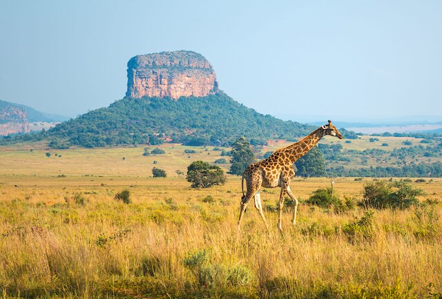 África Do Sul